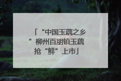 “中国玉藕之乡”柳州百朋镇玉藕抢“鲜”上市
