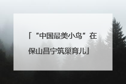 “中国最美小鸟”在保山昌宁筑巢育儿