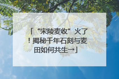 “宋陵麦收”火了！揭秘千年石刻与麦田如何共生→