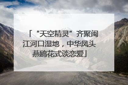 “天空精灵”齐聚闽江河口湿地，中华凤头燕鸥花式谈恋爱