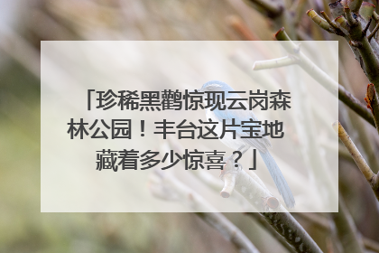 珍稀黑鹳惊现云岗森林公园！丰台这片宝地藏着多少惊喜？