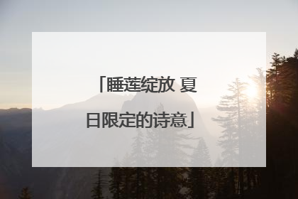睡莲绽放 夏日限定的诗意