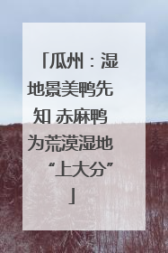 瓜州：湿地景美鸭先知 赤麻鸭为荒漠湿地“上大分”
