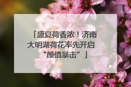 盛夏荷香浓！济南大明湖荷花率先开启“颜值暴击”