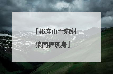 祁连山雪豹豺狼同框现身