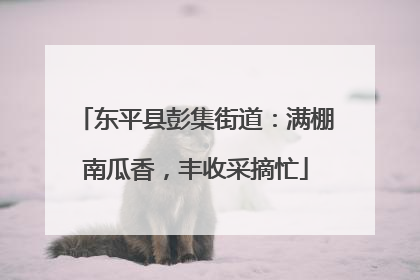 东平县彭集街道：满棚南瓜香，丰收采摘忙