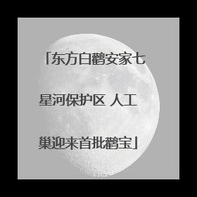 东方白鹳安家七星河保护区 人工巢迎来首批鹳宝
