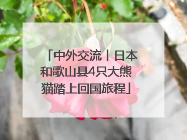 中外交流丨日本和歌山县4只大熊猫踏上回国旅程