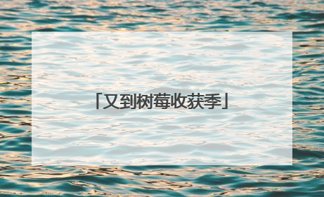 又到树莓收获季