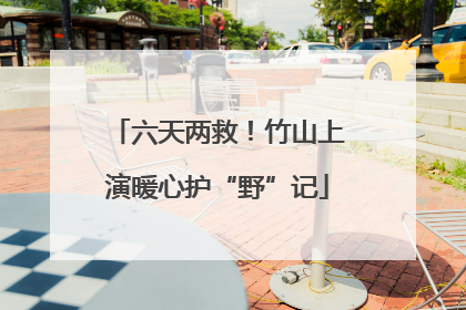 六天两救！竹山上演暖心护“野”记