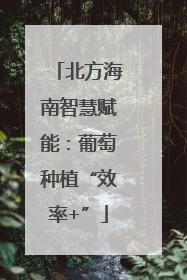 北方海南智慧赋能：葡萄种植“效率+”