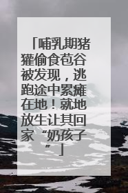 哺乳期猪獾偷食苞谷被发现，逃跑途中累瘫在地！就地放生让其回家“奶孩子”