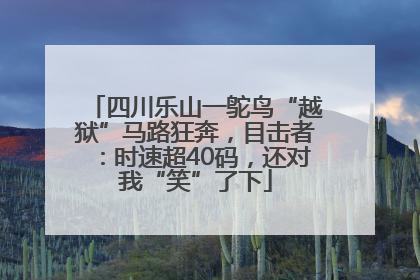 四川乐山一鸵鸟“越狱”马路狂奔，目击者：时速超40码，还对我“笑”了下
