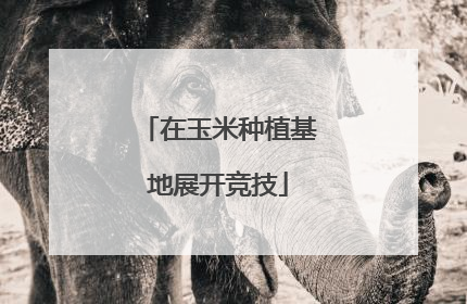 在玉米种植基地展开竞技