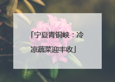 宁夏青铜峡：冷凉蔬菜迎丰收