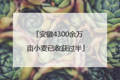 安徽4300余万亩小麦已收获过半