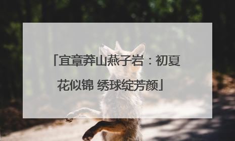 宜章莽山燕子岩：初夏花似锦 绣球绽芳颜