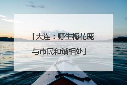 大连：野生梅花鹿与市民和谐相处