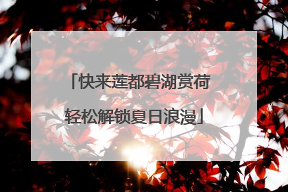 快来莲都碧湖赏荷 轻松解锁夏日浪漫