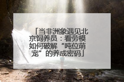 当非洲象遇见北京饲养员：看劳模如何破解“吨位萌宠”的养成密码