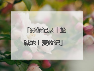 影像记录丨盐碱地上麦收记