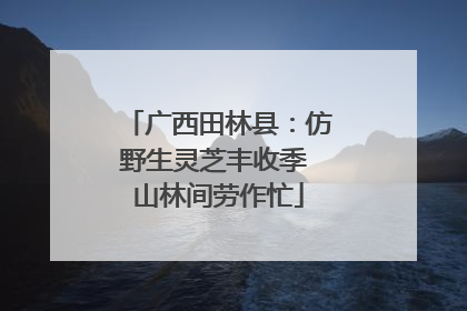广西田林县：仿野生灵芝丰收季 山林间劳作忙