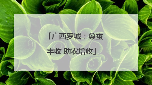广西罗城：桑蚕丰收 助农增收