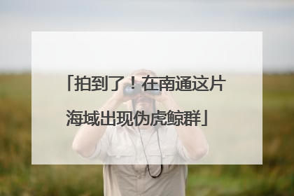 拍到了！在南通这片海域出现伪虎鲸群