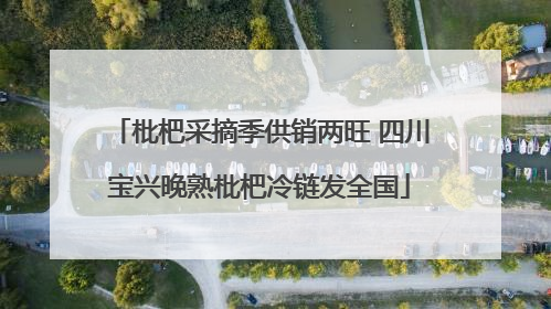 枇杷采摘季供销两旺 四川宝兴晚熟枇杷冷链发全国