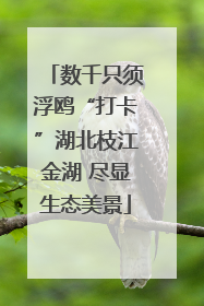 数千只须浮鸥“打卡”湖北枝江金湖 尽显生态美景