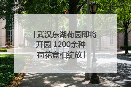 武汉东湖荷园即将开园 1200余种荷花竞相绽放