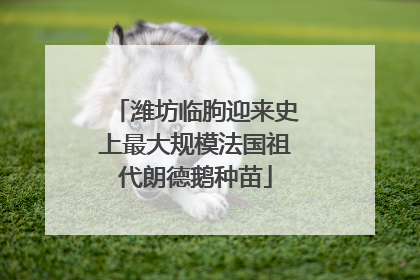 潍坊临朐迎来史上最大规模法国祖代朗德鹅种苗