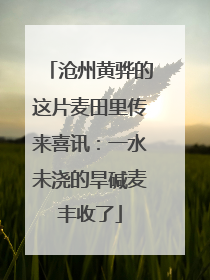 沧州黄骅的这片麦田里传来喜讯：一水未浇的旱碱麦丰收了