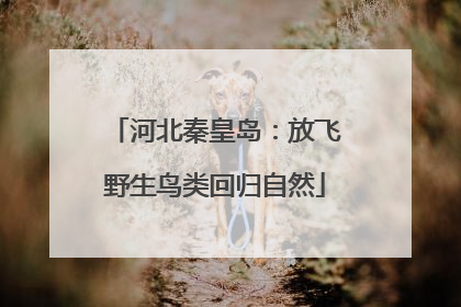 河北秦皇岛：放飞野生鸟类回归自然