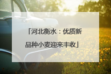 河北衡水：优质新品种小麦迎来丰收