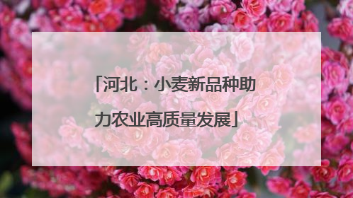 河北：小麦新品种助力农业高质量发展