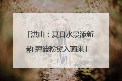 洪山：夏日水景添新韵 碧波粉黛入画来