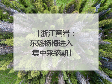浙江黄岩：东魁杨梅进入集中采摘期