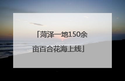 菏泽一地150余亩百合花海上线