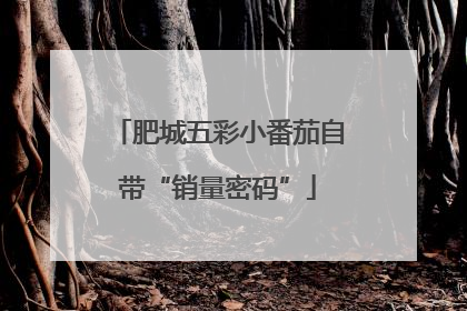 肥城五彩小番茄自带“销量密码”