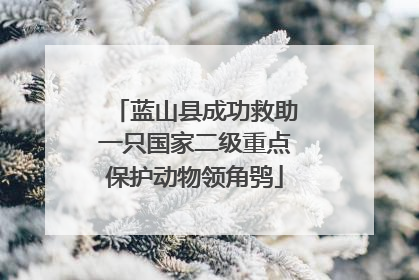蓝山县成功救助一只国家二级重点保护动物领角鸮