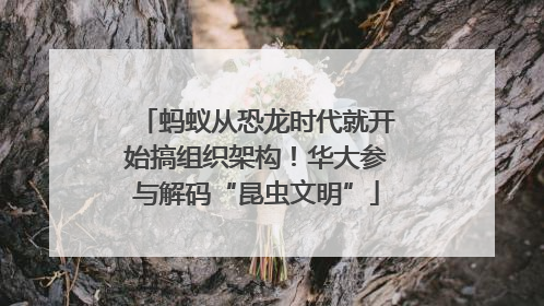蚂蚁从恐龙时代就开始搞组织架构！华大参与解码“昆虫文明”