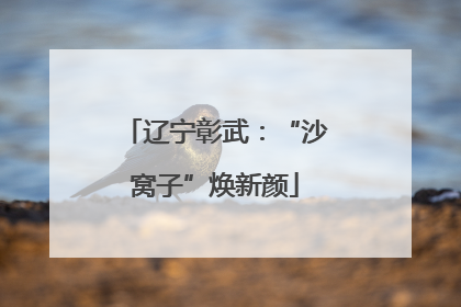 辽宁彰武：“沙窝子”焕新颜
