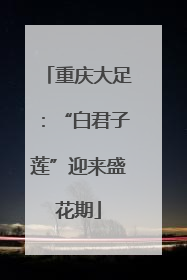 重庆大足：“白君子莲”迎来盛花期