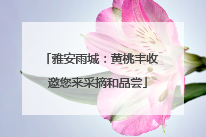 雅安雨城：黄桃丰收 邀您来采摘和品尝