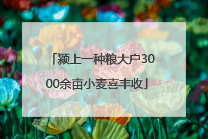 颍上一种粮大户3000余亩小麦喜丰收